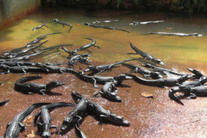 Everglades wildlife