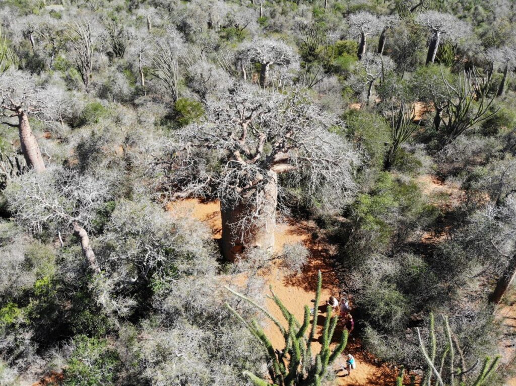 Baobab forest Reniala Reserve Madagascar