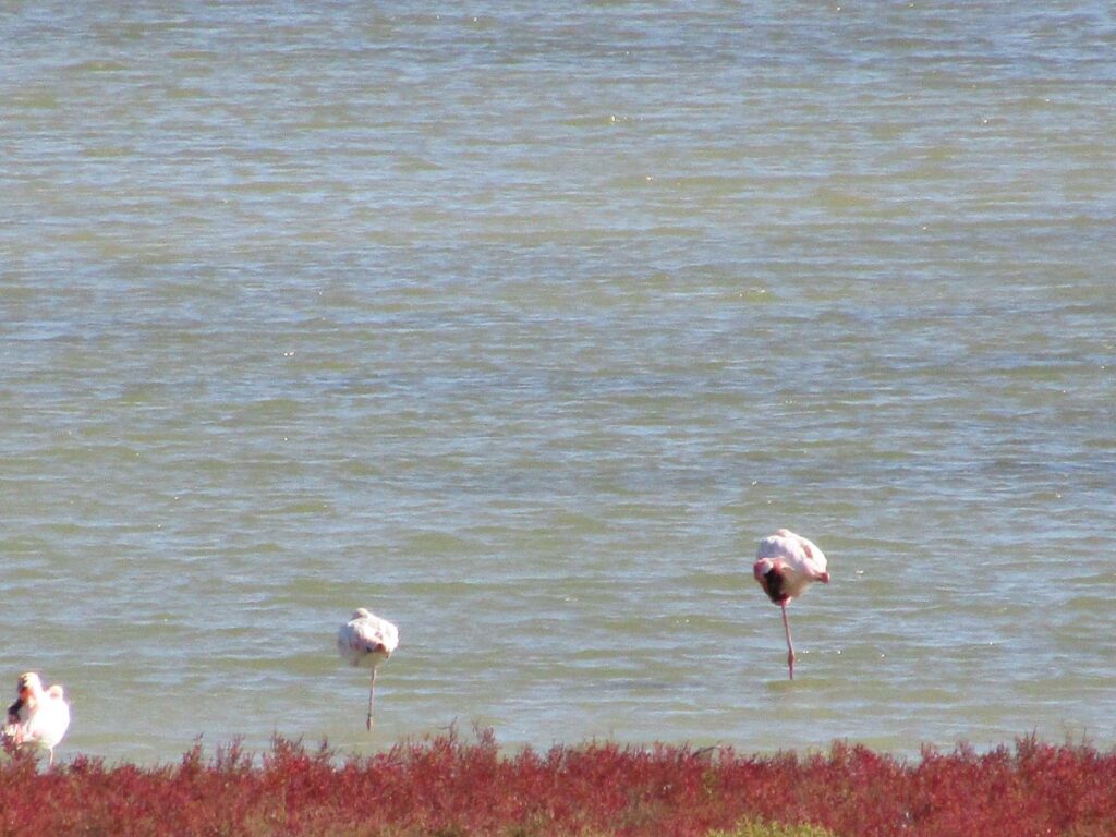 Delta del Ebro biodiversity