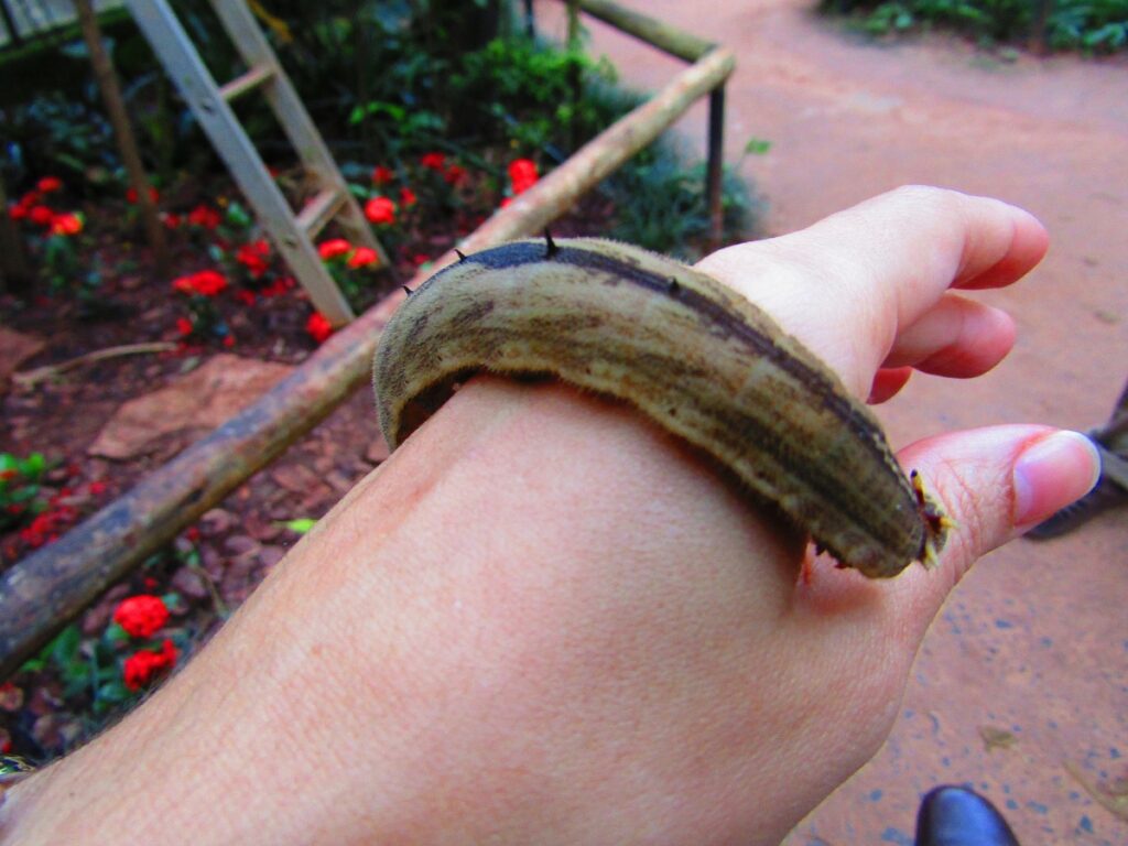 A future Butterfly on my hand, in the Parque das Aves Iguazu