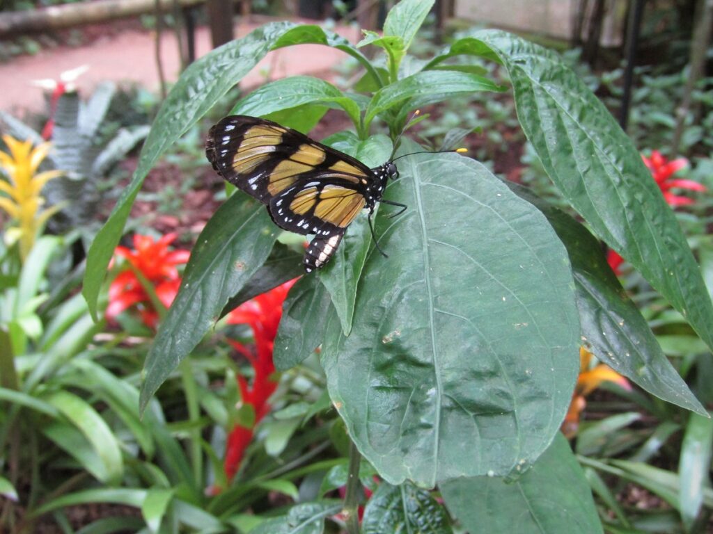 Butterfly in the bromelias Parque das Aves Birds Park Iguazu Brazil