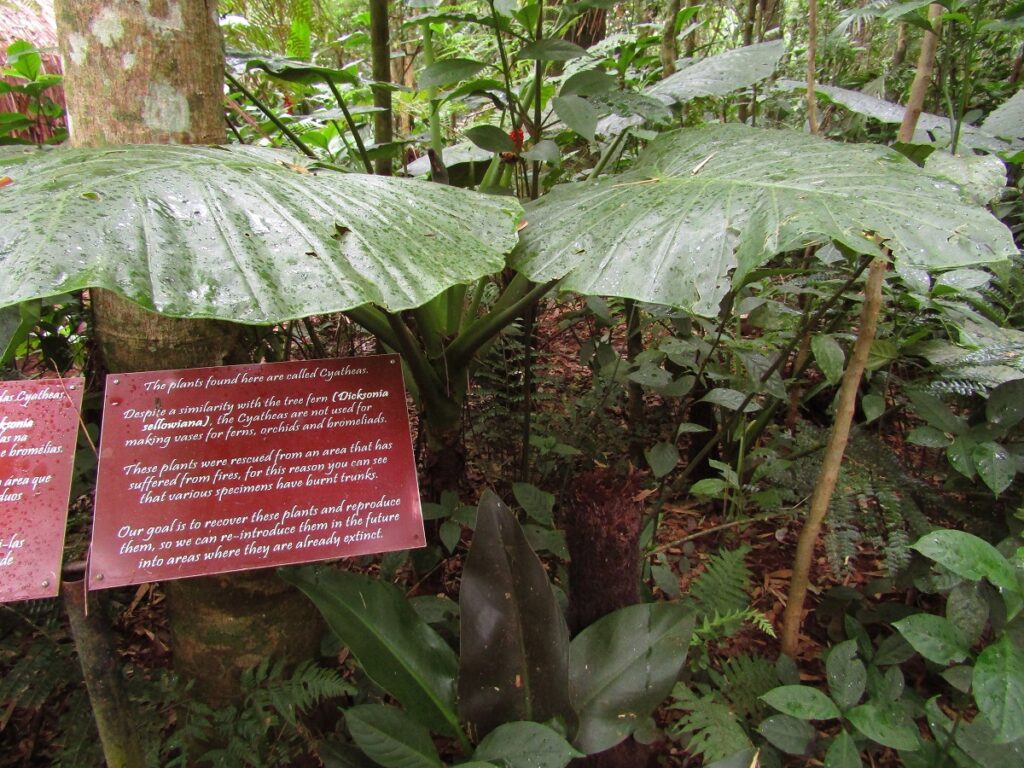 Cyatheas plants rescued from a fire in the Birds Park at Iguazu