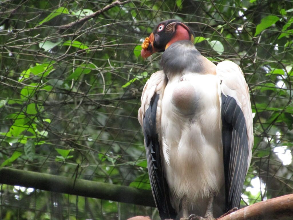 Urubu Rei or King Vulture in the Birds Park of Iguazu Brazil
